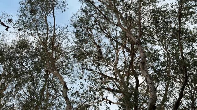 A ground-up perspective shows numerous flying fox bats hanging in trees at dusk, their dark silhouettes and folded wings standing out as daylight slowly fades.
