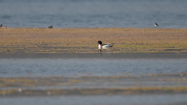 Common shelducks wade through lake showing calm posture balance and routine waterfowl movement