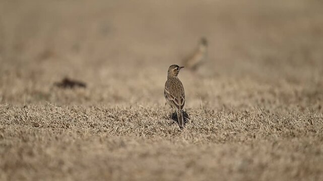 Long billed pipit feeding among grass reflects adaptation endurance and ground searching skill