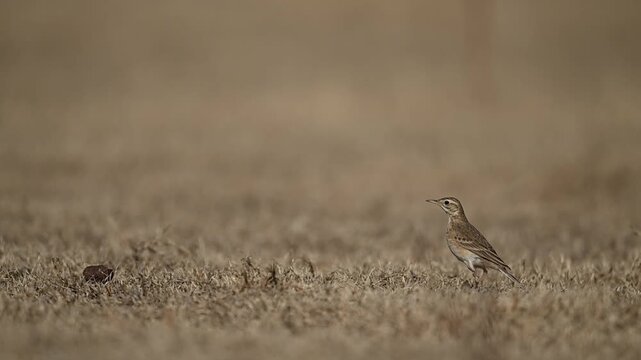 Dry grass scene creates serene wildlife moment featuring long billed pipit