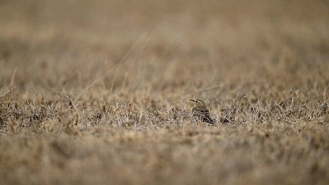 Dry grassland provides cover as long billed pipit crouches motionless beneath threat