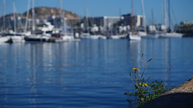 Close-up of a dandelion plant with a blurred sailboat moving in the marina of Alicante, Spain
