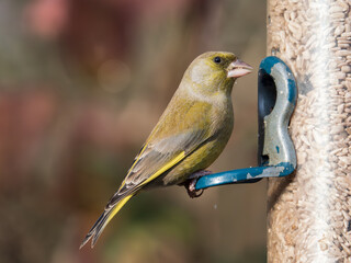 Greenfinch On a Bird Feeder
