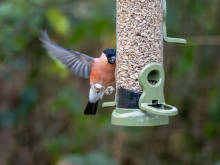 Bullfinch landing on a Bird Feeder