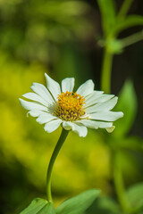 Close-Up of White Cosmos Flower with Yellow Center on Soft Green Background