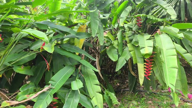 Vibrant heliconia flowers bloom on a cultivated plant. This tropical species features unique, waxy bracts. It thrives beautifully in a lush, green garden environment.