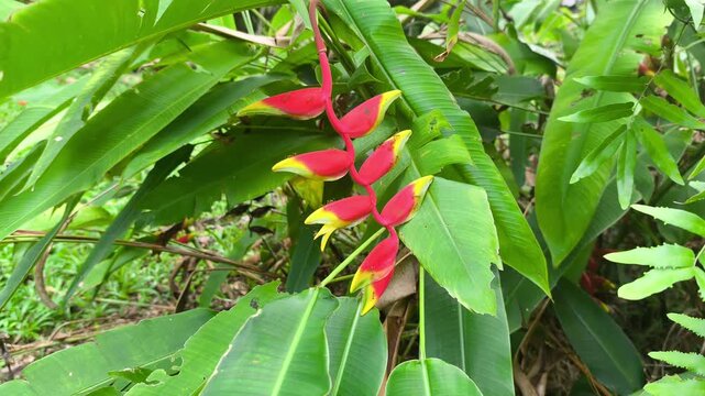 Vibrant heliconia flowers bloom on a cultivated plant. This tropical species features unique, waxy bracts. It thrives beautifully in a lush, green garden environment.