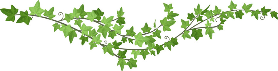 Obraz premium Liana green border. Decorative ivy horizontal divider