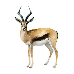 Antelope watercolor vector, hand-painted style, high-quality illustration isolated on white background. © Cooper