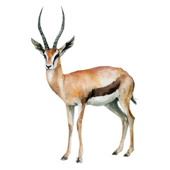 Gazelle watercolor drawing vector, premium quality illustration on a clean white background. © Cooper