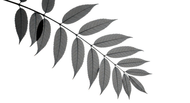 A delicate black and white ash branch with several leaflets on transparent background