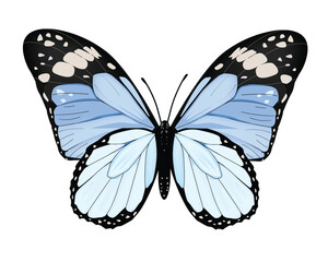 butterfly isolated on white