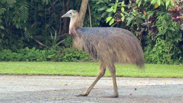 A juvenile cassowary explores a campsite in search of food, moving close to human areas and highlighting the dangers of wildlife habituation near tropical rainforest zones. Filmed at Mission Beache