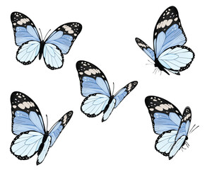 watercolor blue flock butterflies design