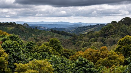 Obraz premium Coffee plantation landscape with lush green trees across rolling hills under overcast sky, serene natural scenery showing harmony between agriculture and forest environment in a peaceful rural setting