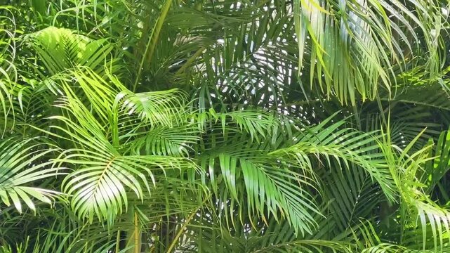 Lush green Areca palm fronds rustling in the breeze. Evokes a relaxing, tropical vacation vibe for travel, spa, or luxury real estate videos