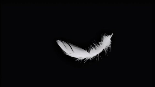Feather Lightness - A Study of White Feathers on Black Backgrounds.