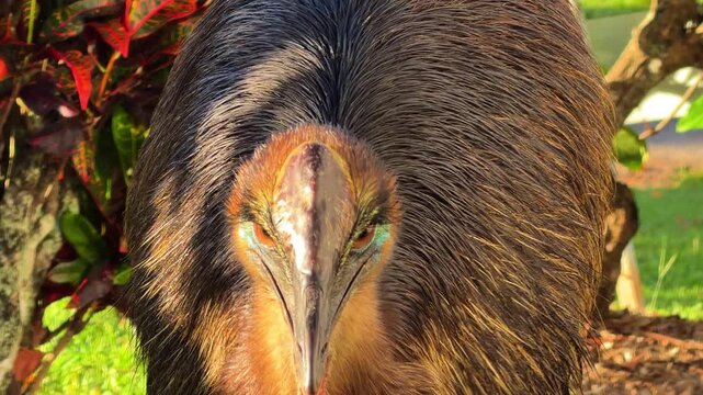 Close-up portrait of a juvenile cassowary showing detailed eyes, facial skin and dark feathers. The young bird looks alert before moving back into vegetation. Filmed at South Mission Beach, Queensland