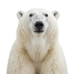 Fototapeta premium Polar Bear Standing With White Fur and Calm Expression in a Studio Setting