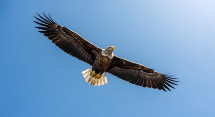 Obraz premium Bird of Prey Flying in Clear Sky.