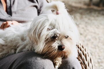 Cute White Long-Haired Dog Lying on Person's Lap Outside in Sunny Garden Setting