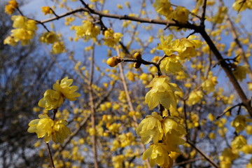日本・埼玉の梅