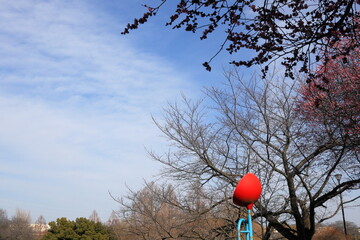 日本・埼玉の梅