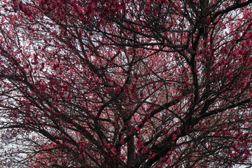 日本・埼玉の梅