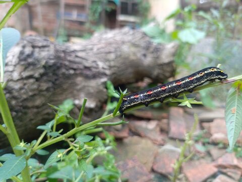 black leaf-eating caterpillars