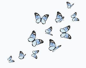 set of blue butterfly seamless repeating 