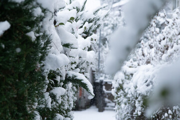 雪が積もって真っ白になった小道