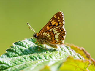 Duke of Burgundy Resting on a Leaf
