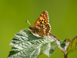 Duke of Burgundy Resting on a Leaf