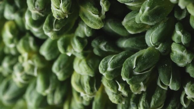 Broccoli vegetable extreme macro close up with a rotating camera motion stock footage