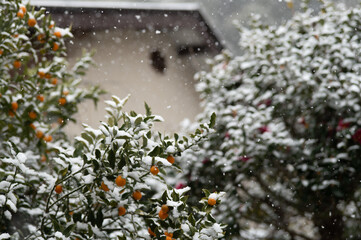 雪が降り積もる金柑の木と椿の木