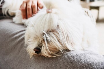 Fluffy White Dog with Hair Tied Up Resting on Sofa Being Stroked by Person Indoors