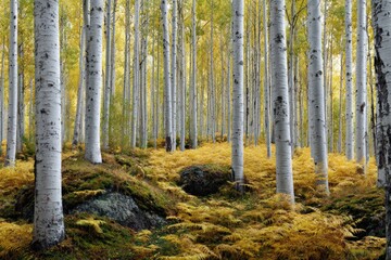 Obraz premium Serene autumn birch forest with vibrant yellow ferns