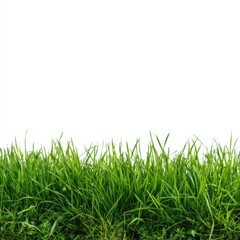 Obraz premium Lush green grass on white background