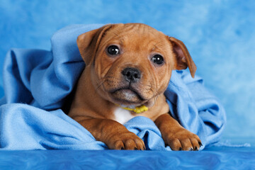 cute red staffordshire bull terrier puppy lying on blue background