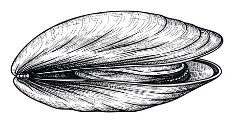 A hand drawn sketch of a sea clam or mussel shell with textured surface, perfect for seafood menus, marine biology education, culinary graphics, and natural history projects.