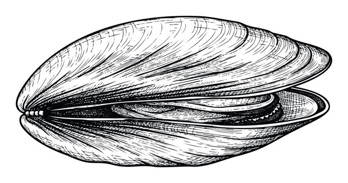 A hand drawn sketch of a sea clam or mussel shell with textured surface, perfect for seafood menus, marine biology education, culinary graphics, and natural history projects.