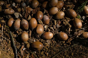 Autumn acorns scattered on the ground, seasonal forest floor texture © 百合 須藤