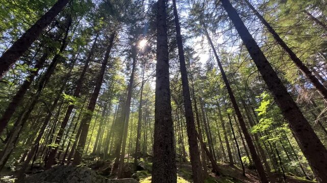 View from the ground of a ray of light passing through a forest of very tall pine trees.