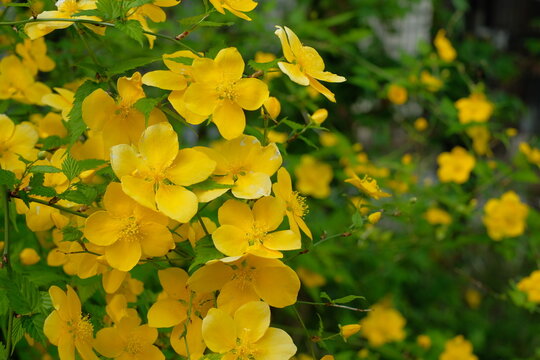 kerria, Japanese yellow rose in full blooming	
