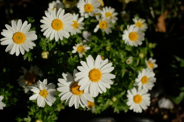 Obraz premium Mini marguerite in full blooming