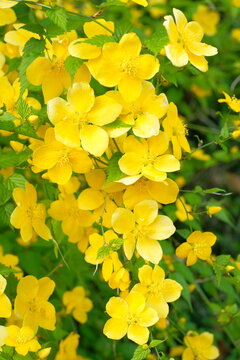 kerria, Japanese yellow rose in full blooming	

