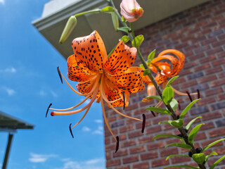 Closeup of Orange Tiger Lily (Lilium Lancifolium) Flower in Full Bloom