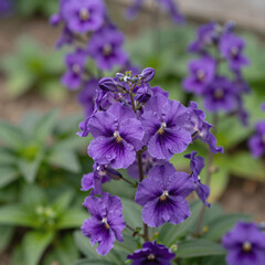 Obraz premium Close-up of beautiful purple flowers in a vibrant garden setting
