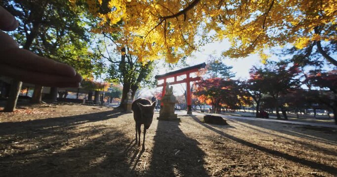 Point of view man holding out hand to deer and walking backwards in Japanese autumn park - slow motion