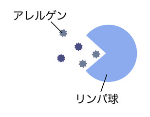 アレルゲンを吸収するリンパ球